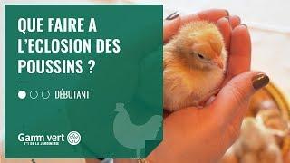 [TUTO]  Que faire à l’éclosion de mon poussin ? - Jardinerie Gamm vert