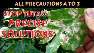 HOW DO YOU STOP TUTA ABSOLUTA I #tomato #eggplant #agriculture