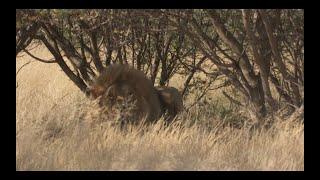 Lion Hunt Africa Dangerous encounter