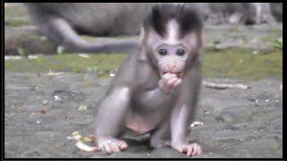 the funny thing! [Cute and adorable little monkey] #tuabangmonkey