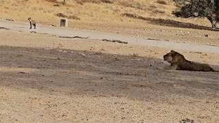 How far hyenas stay in front of a young male lion vs a big male lion