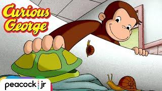 George Loves Turtles | CURIOUS GEORGE