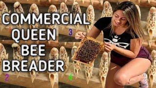 QUEEN bee breeding • bee grafting method • queen grafting for beginners beekeepers