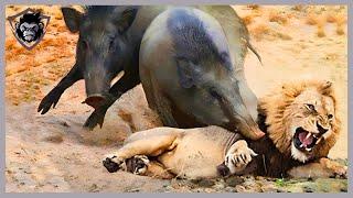 10 Incredible Moments! Humiliation Lion Became Loser When Fighting Warthog Part 1 | Animal Attacks