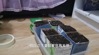 英国种菜，催芽育苗篇，番茄，牛角椒，甜椒催芽