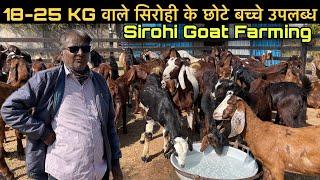 18-25 KG वाले सिरोही के छोटे बच्चे उपलब्ध| Sirohi Goat Farming kids available