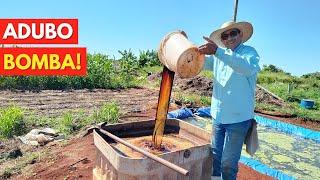 Adubo Bomba: Faça sua Planta ENGORDAR e CRESCER EXAGERADAMENTE com o Adubo Natural, Passo a Passo!