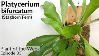 How To Care For Staghorn Ferns (Platycerium bifrucatum) | Plant Of The Week Ep. 33