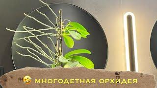 Сюрприз из цветочного магазина  орхидея с детками  #phal #orchidflower #orchidworld