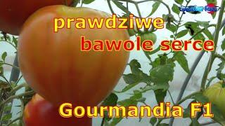 prawdziwe bawole serce Gourmandia F1