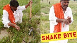 Black Cobra Snake Bite the Jogi while He is Catching the Snake on the Complaint of Farmers