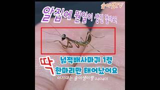 아기사마귀 무사탄생을 소망하며 Don't make it bad, make it better - 부산 이기대 240401