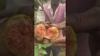 Fruit plant that comes from heaven/ #shortvideo #farming #plants #gardening #anjrural