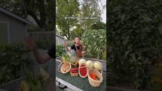 Harvest With Me! Abundance On 2000 Square Feet! #backyardhomestead #growyourownfood #backyardgarden