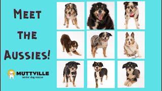 Muttville Senior Dog Rescue welcomes nine senior Australian Shepherds