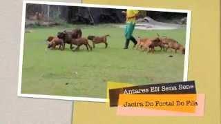 2014  12 cachorros Fila Brasilero