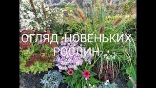 Довгоочікувані новинки. Огляд посилок від Бережнюків та розплідника хвойних з Львівщини.