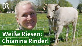 Besondere Rinder-Zucht: Chianina – Die größten Rinder der Welt | Unser Land | BR