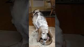 Soph eats ham !