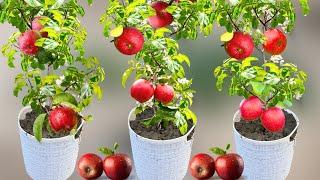 Apple Tree Planting: A Professional Guide on How to Grow Apple Trees from Apple Fruit