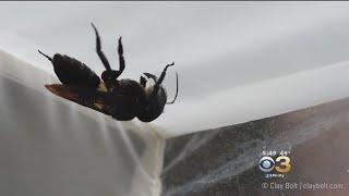 Wallace's Giant Bee Is The World's Largest Bee