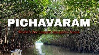 GUIDE TO WORLD'S 2nd  LARGEST MANGROVE FOREST | EXPLORING PICHAVARAM | NATURE'S PARADISE #travel