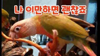 3살 앵무새 초롱이 보시고 힐링                                               #눈치백단 #아빠바라기             #힐링가든402회