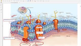 Ch 5 The Working Cell