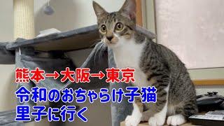 【幸せのお届け】ボクは猫ではなく人間だ！大きくなったらお兄ちゃんみたいになるんだ！