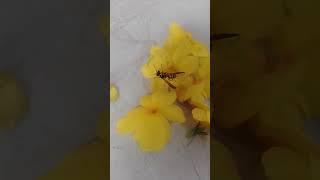 bee cleaning her self ASMR