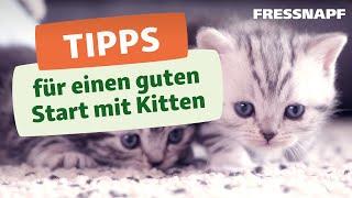 Das brauchst du für ein Kitten: Unsere Tipps für die Kitten-Erstausstattung