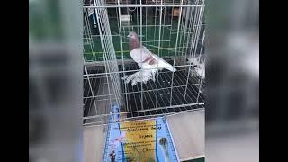 Голуби Алматы завершение 2020 года Pigeons Almaty