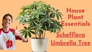 Schefflera Plant Care - How to Grow the Umbrella Plant Successfully - Houseplant Essentials