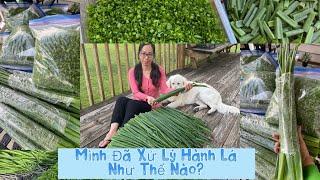 VLOG#103: Mình Đã Xử Lý 5kg Hành Thu Hoạch Từ Vườn Như Thế Nào I How to Store & Freeze Green Onions