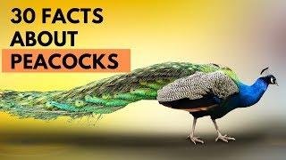 30 facts About Peacocks - Amazing Facts About Peacocks