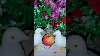 Pradeep(41)