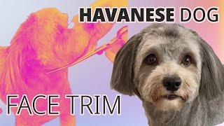 Easy Face Grooming | Havanese Dog