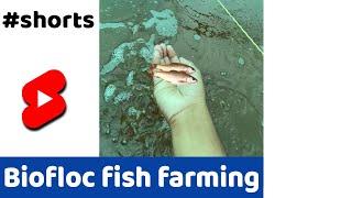 क्या है BIOFLOC? #SHORTS #INDIANFARMER #FARMING #FISH