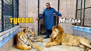 Lion aur tiger kay darmian phans gya (mian saqib)