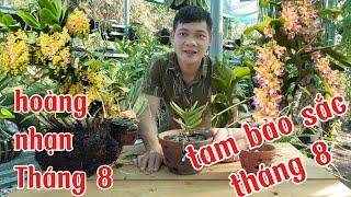 khui hộp hoàng nhạn và tam bảo sắc tháng 8, hoàng nhạn tháng 8 Gia Lai | phong lan rừng pv