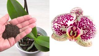 Sprinkle just a spoonful and your orchids will bloom longer!