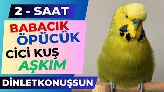 2 Saat Babacık Öpücük Cici Kuş Aşkım Çok net @dinletkonuşsun