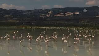 Burdur’daki Yarışlı Gölü’nü flamingolar hareketlendirdi