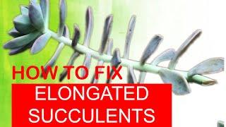 HOW TO FIX ELONGATED SUCCULENTS ( Secrets to Fast Propagation)ASMR