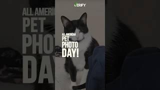 Your photos for All American Pet Photo Day #shorts #pets #petphotos #dogs #cats #animals #photos