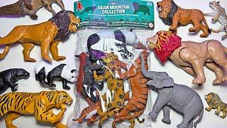 Mountain Animals & Wild Animals - Tiger, Lion, Panda, Leopard, Pangolin, Cheetah, Black Panther