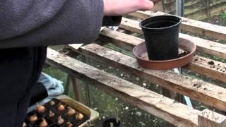 Sowing Asparagus Seeds - Claire's Allotment part 179