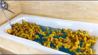 100 Ducklings swim in the bath!