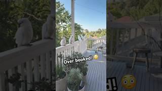 How to attract Parrots to your balcony #shorts #viralvideo