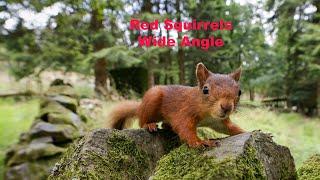 Red Squirrels, Wide Angle